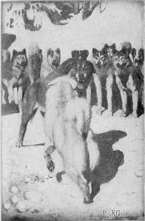 Иллюстрация к книге — Белый Клык. Зов предков [i_006.jpg]