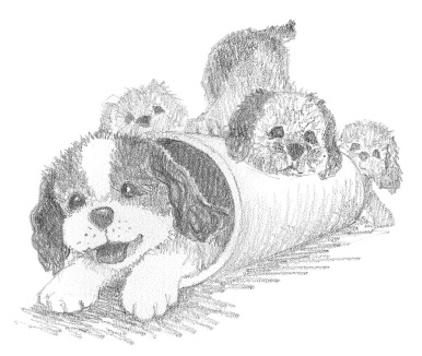 Иллюстрация к книге — Щенок Тимми, или Я иду искать! [i_017.jpg]