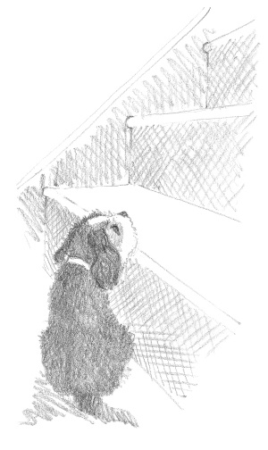 Иллюстрация к книге — Щенок Тимми, или Я иду искать! [i_031.jpg]