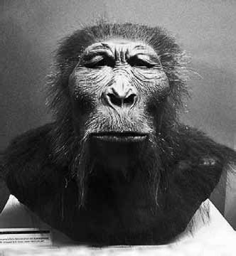 Иллюстрация к книге — Разные человечества. Эволюция. Разум. Антропология [_31.jpg]