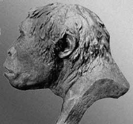 Иллюстрация к книге — Разные человечества. Эволюция. Разум. Антропология [_45.jpg]