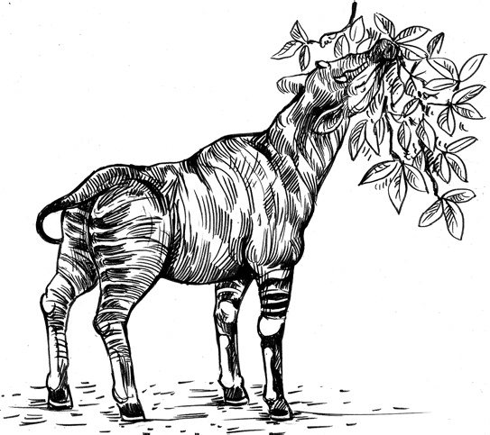 Иллюстрация к книге — Разные человечества. Эволюция. Разум. Антропология [_53.jpg]