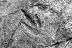 Иллюстрация к книге — Разум и цивилизация, или Мерцание в темноте. Эволюция. Разум. Антропология [_14.jpg]