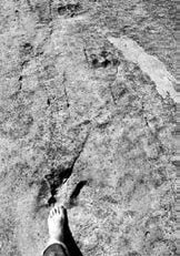 Иллюстрация к книге — Разум и цивилизация, или Мерцание в темноте. Эволюция. Разум. Антропология [_15.jpg]