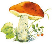 Иллюстрация к книге — Мы и большущее озеро [i_029.jpg]