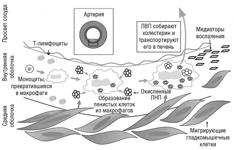 Иллюстрация к книге — Здоровое сердце. Издание XXI века [i_009.jpg]