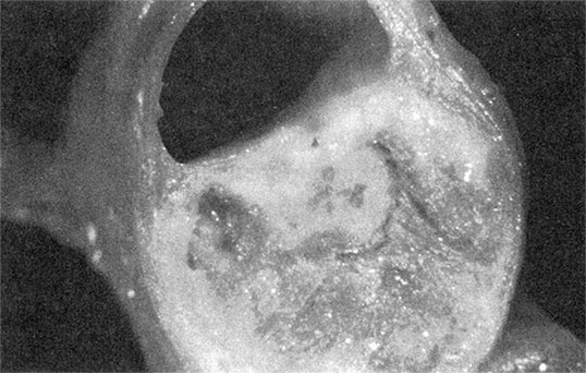 Иллюстрация к книге — Здоровое сердце. Издание XXI века [i_012.jpg]