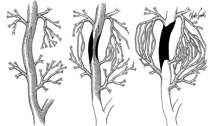Иллюстрация к книге — Здоровое сердце. Издание XXI века [i_029.jpg]