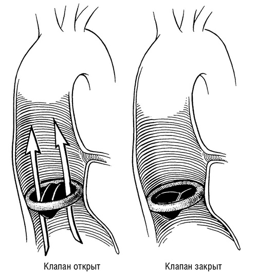 Иллюстрация к книге — Здоровое сердце. Издание XXI века [i_047.jpg]