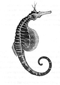 Иллюстрация к книге — Книга рыб Гоулда [_01.jpg]