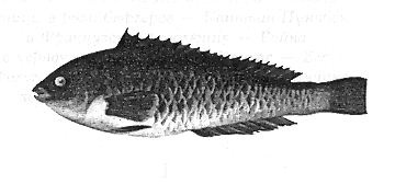 Иллюстрация к книге — Книга рыб Гоулда [_02.jpg]