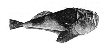 Иллюстрация к книге — Книга рыб Гоулда [_04.jpg]