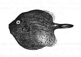 Иллюстрация к книге — Книга рыб Гоулда [_05.jpg]