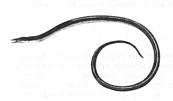 Иллюстрация к книге — Книга рыб Гоулда [_06.jpg]