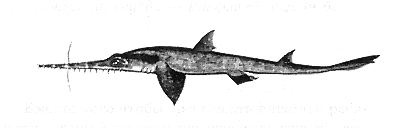 Иллюстрация к книге — Книга рыб Гоулда [_07.jpg]