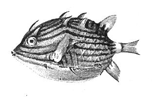 Иллюстрация к книге — Книга рыб Гоулда [_08.jpg]