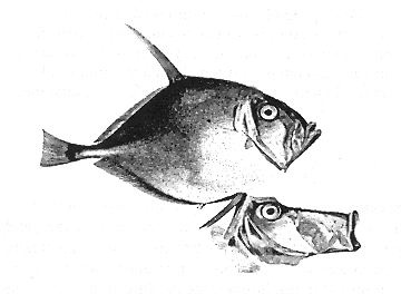 Иллюстрация к книге — Книга рыб Гоулда [_11.jpg]