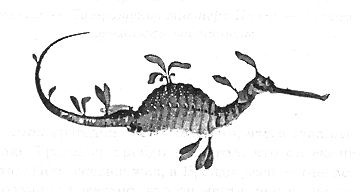 Иллюстрация к книге — Книга рыб Гоулда [_12.jpg]