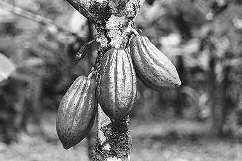 Иллюстрация к книге — Секс, игра и шоколад. Удовольствия и пристрастия [i_060.jpg]