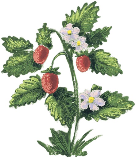 Иллюстрация к книге — Мечта Агаты [i_015.jpg]