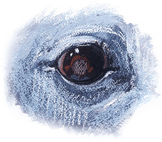 Иллюстрация к книге — Мечта Агаты [i_028.jpg]