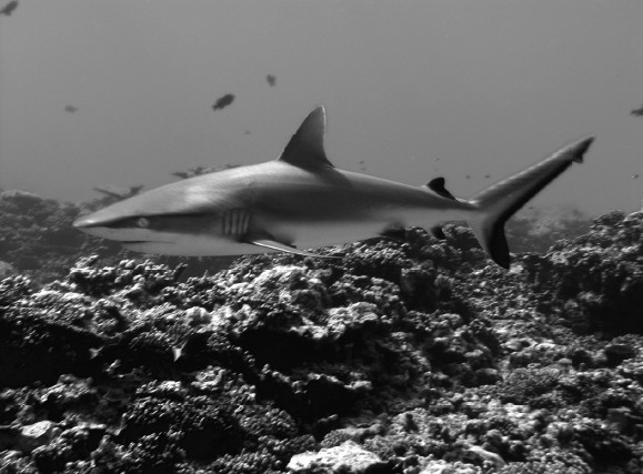 Иллюстрация к книге — Земля без людей [i_018.jpg]