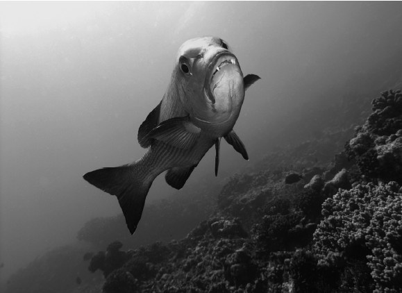 Иллюстрация к книге — Земля без людей [i_019.jpg]