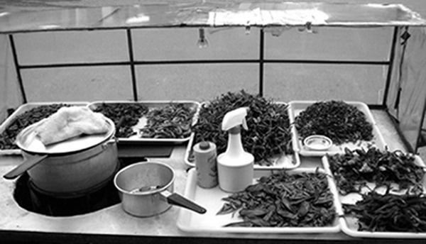 Иллюстрация к книге — Всего лишь 13. Подлинная история Лон [i_013.jpg]