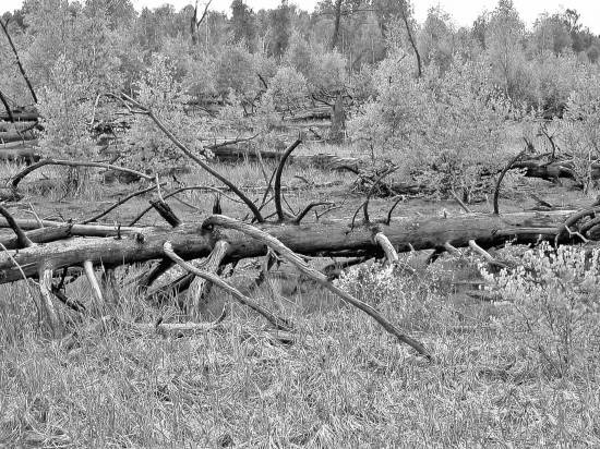 Иллюстрация к книге — Чернобыль. Реальный мир [_01_photo.jpg]