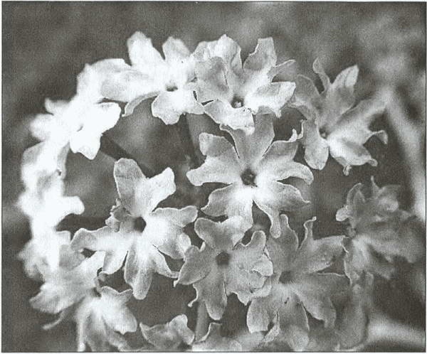 Иллюстрация к книге — Тайны древних бриттов [i_058.jpg]