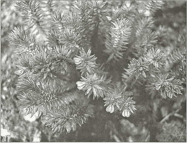 Иллюстрация к книге — Тайны древних бриттов [i_059.jpg]