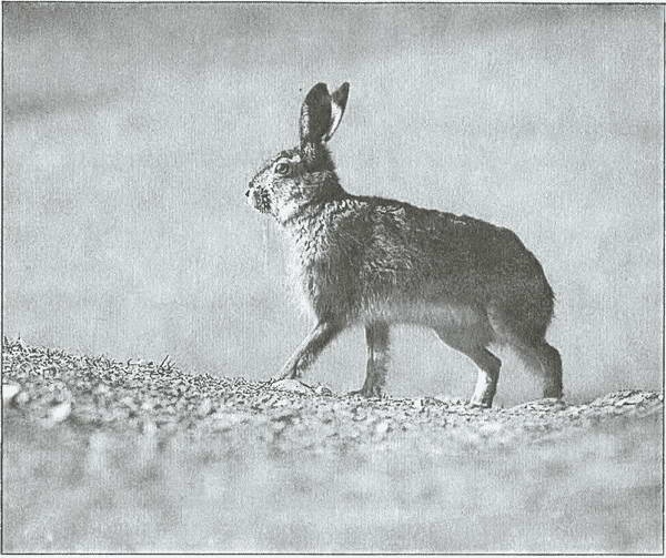 Иллюстрация к книге — Тайны древних бриттов [i_061.jpg]