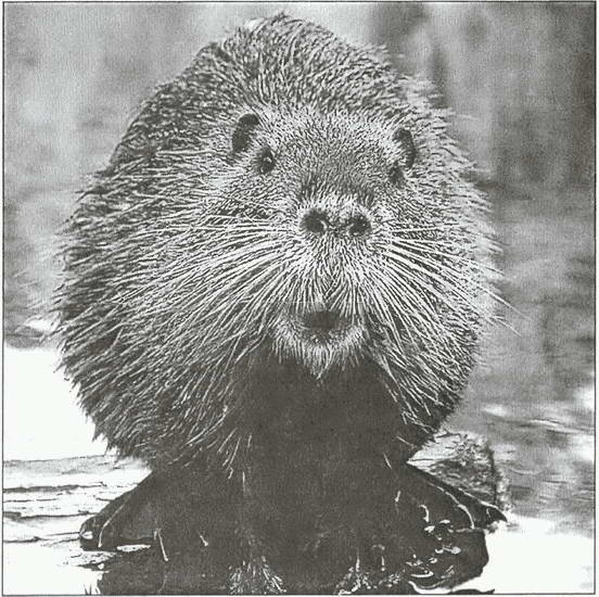 Иллюстрация к книге — Тайны древних бриттов [i_069.jpg]