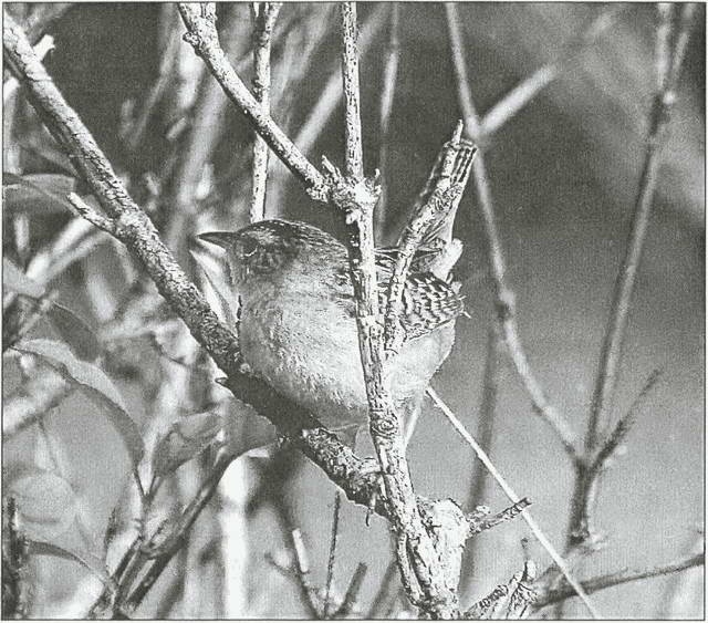 Иллюстрация к книге — Тайны древних бриттов [i_070.jpg]