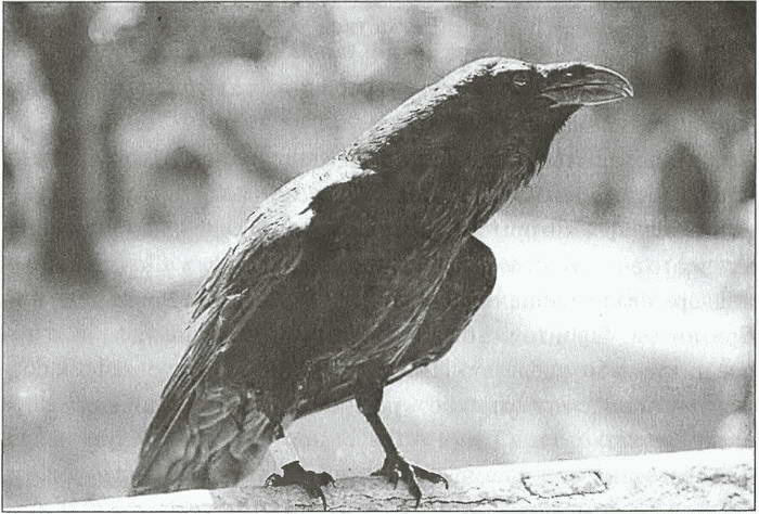 Иллюстрация к книге — Тайны древних бриттов [i_073.jpg]