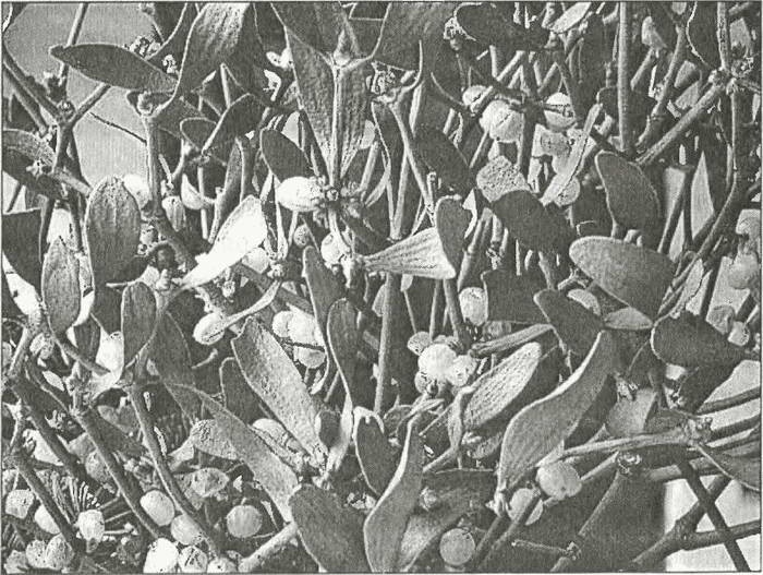 Иллюстрация к книге — Тайны древних бриттов [i_083.jpg]