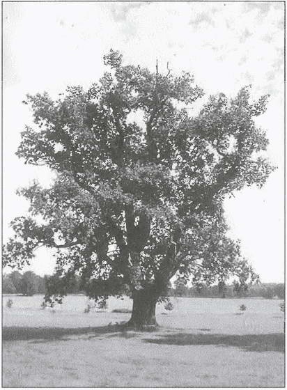 Иллюстрация к книге — Тайны древних бриттов [i_115.jpg]