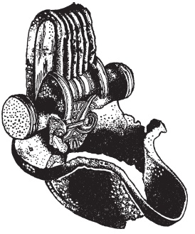 Иллюстрация к книге — Кельты. Воины и маги [i_013.jpg]