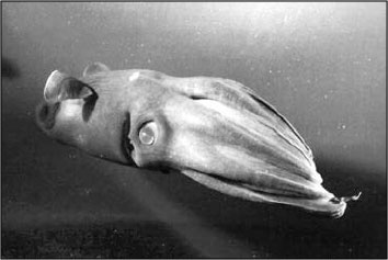 Иллюстрация к книге — Секс, водка, потанцуем? Природа удовольствий [i_001.jpg]