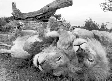 Иллюстрация к книге — Секс, водка, потанцуем? Природа удовольствий [i_002.jpg]