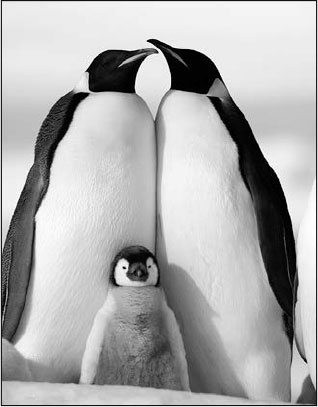 Иллюстрация к книге — Секс, водка, потанцуем? Природа удовольствий [i_031.jpg]