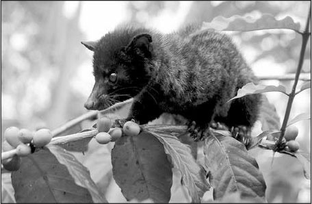 Иллюстрация к книге — Секс, водка, потанцуем? Природа удовольствий [i_041.jpg]