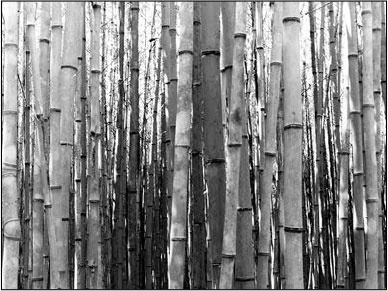 Иллюстрация к книге — Секс, водка, потанцуем? Природа удовольствий [i_050.jpg]