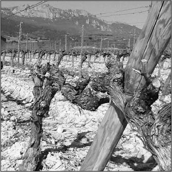 Иллюстрация к книге — Секс, водка, потанцуем? Природа удовольствий [i_070.jpg]