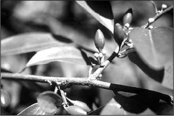 Иллюстрация к книге — Секс, водка, потанцуем? Природа удовольствий [i_091.jpg]