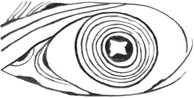 Иллюстрация к книге — Пожар Саниры [i_038.jpg]