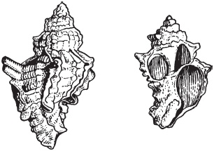 Иллюстрация к книге — Финикийцы. Основатели Карфагена [_40.jpg]