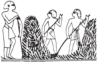 Иллюстрация к книге — Эпоха Рамсесов. Быт, религия, культура [i_026.jpg]