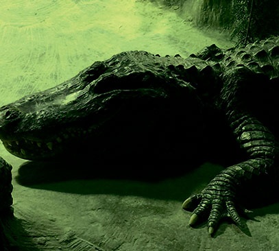 Иллюстрация к книге — Северный Часовой и другие сюжеты [i_244.jpg]