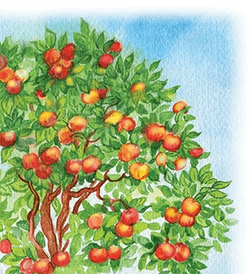 Иллюстрация к книге — Яблочная сказка [i_007.jpg]